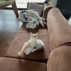 動画1