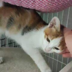 動画1