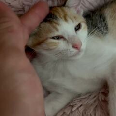 動画1