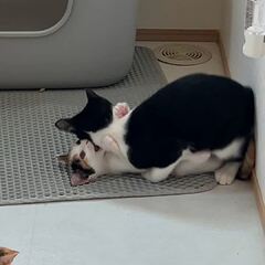 動画1