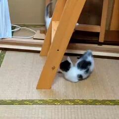 動画1
