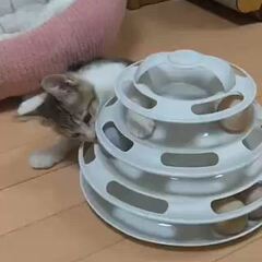 動画1