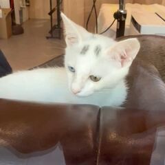 動画1