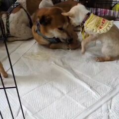 動画1