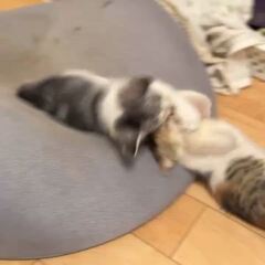 動画1