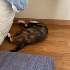 動画1