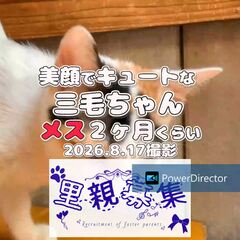動画1