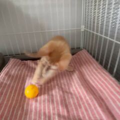 動画1