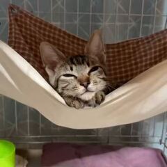 動画1