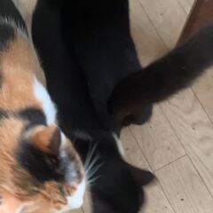 動画1