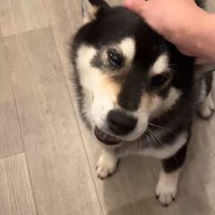 動画1