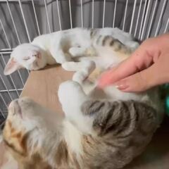 動画1