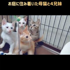 動画1