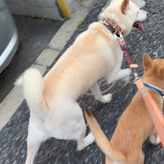 動画1